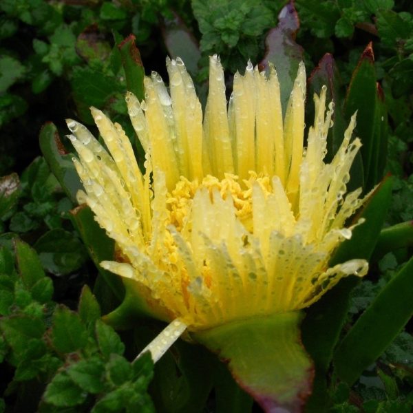 TIDarticles_Fioriere come elemento architettonico nel giardino